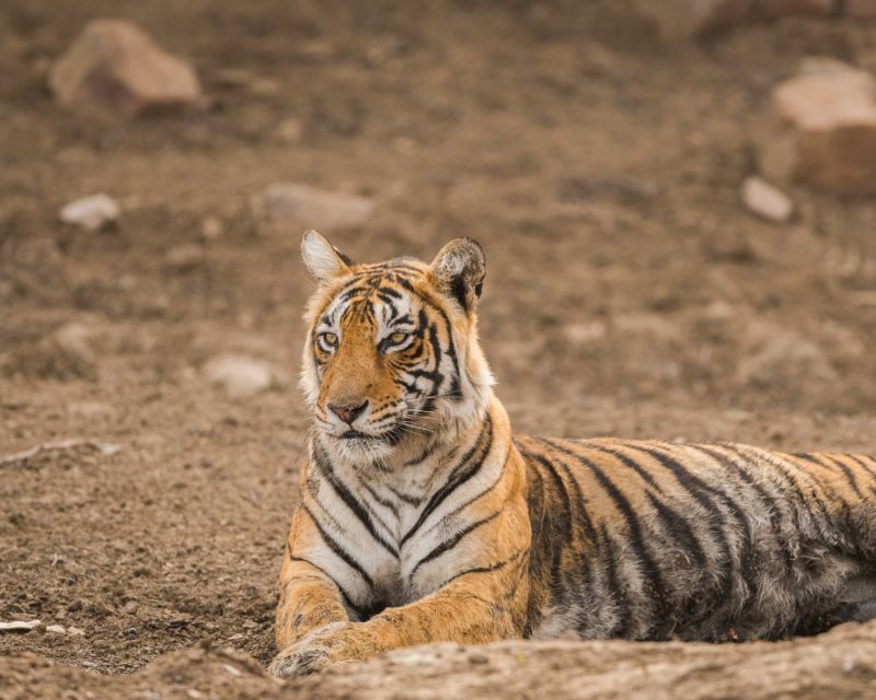 Overnight Private Tour: Jaipur - Ranthambore Tiger Safari - Sum Up