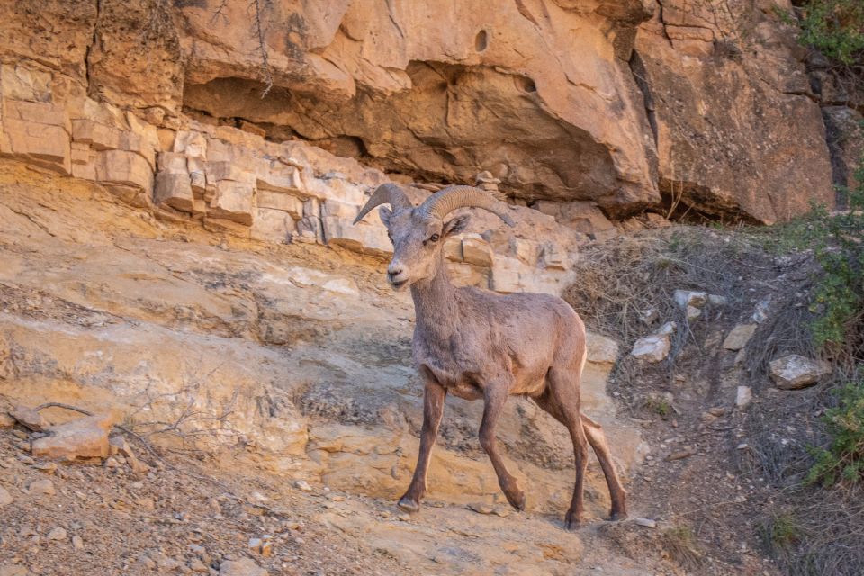 Grand Canyon: Self-Guided South Rim Tour - Customer Reviews and Overall Rating