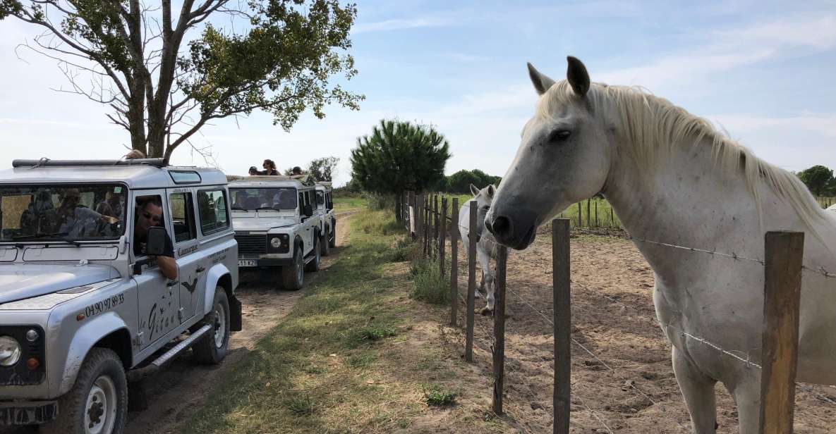 Camargue: Safari From Saintes-Maries-De-La-Mer - Key Points