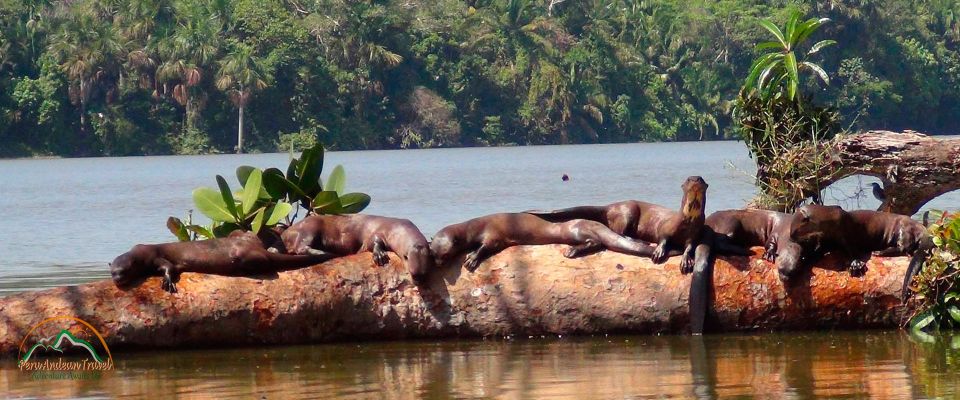 Excursion Tambopata 3 Days 2 Nights - Key Points