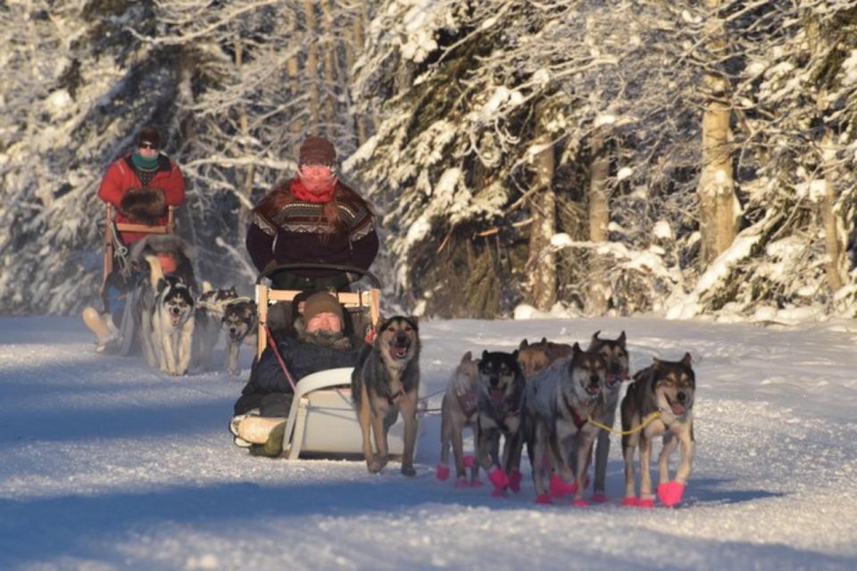 Fairbanks: Dog Sledding and Mushing Experience - Key Points