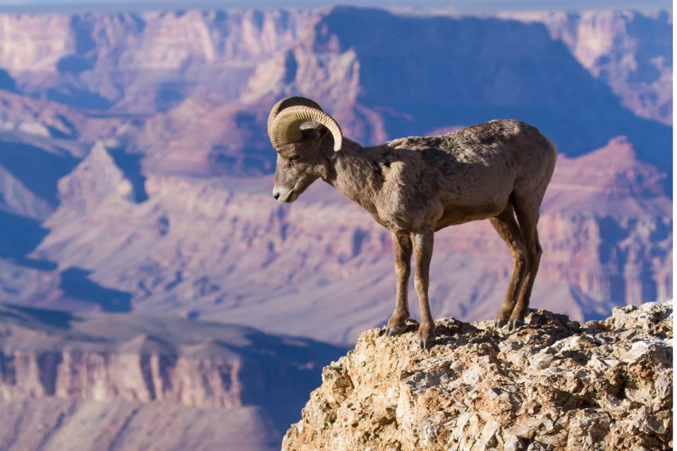 Grand Canyon: Self-Guided South Rim Tour - Key Points