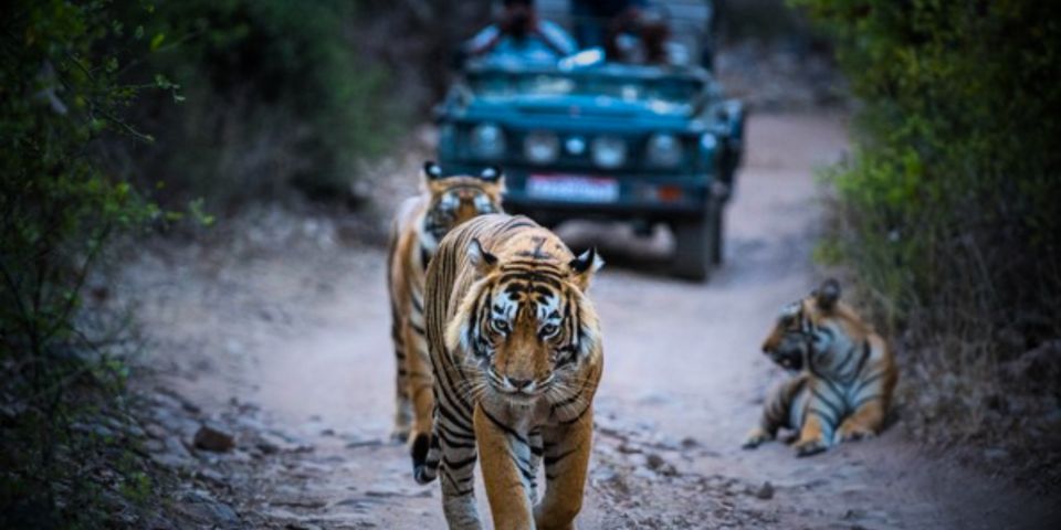 Overnight Private Tour: Jaipur - Ranthambore Tiger Safari - Tour Details