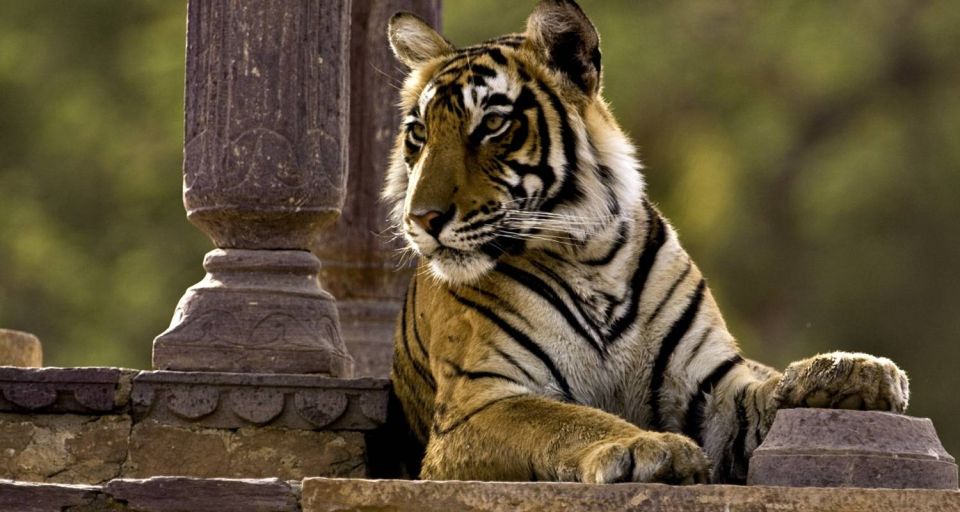 8 Days GOLDEN TRIANGLE WITH RANTHAMBORE WILDLIFE SAFARI - Tour Duration and Pricing