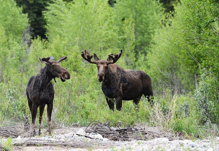 Jackson Hole: Snake River Scenic Float Tour With Chairs