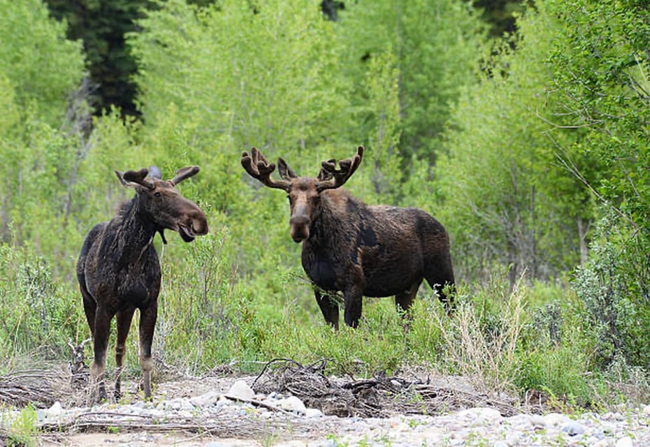 Jackson Hole: Snake River Scenic Float Tour With Chairs - Tour Details