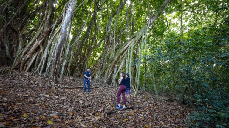 Maui: Honolua Ridgeline Informational Hike