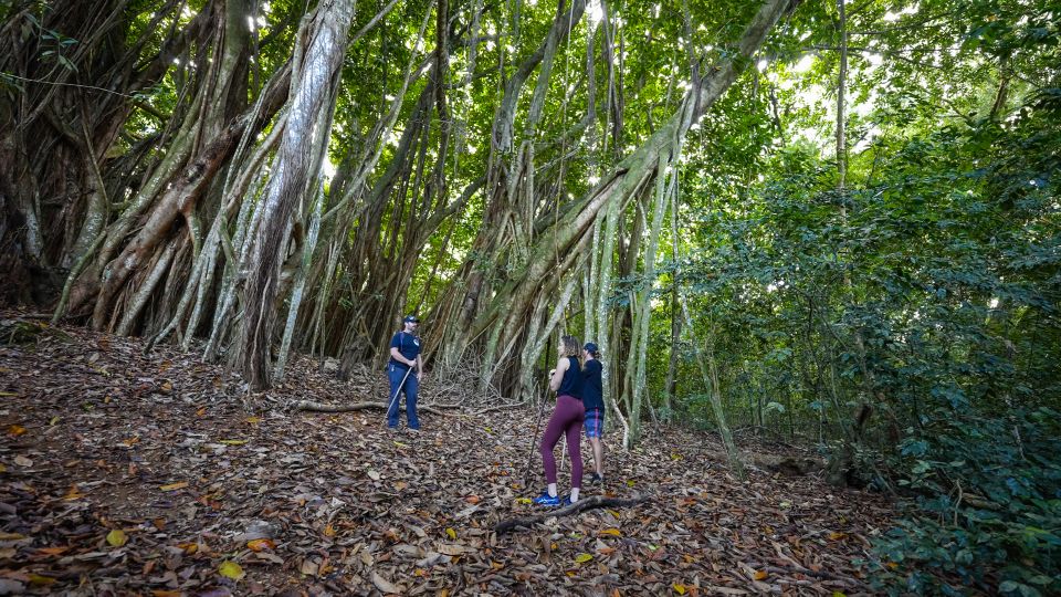 Maui: Honolua Ridgeline Informational Hike - Experience Mauis Native Forest