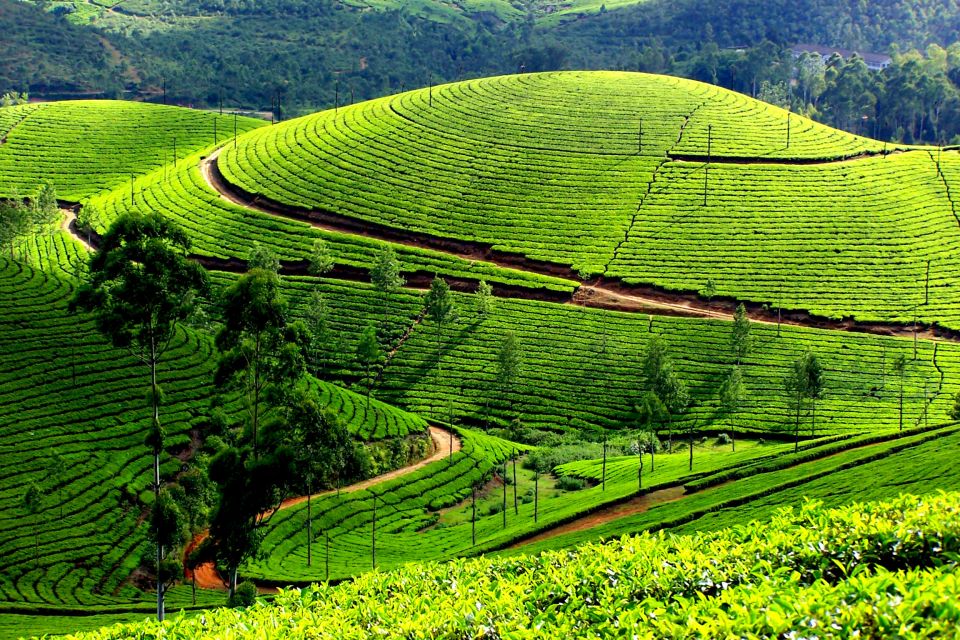 Munnar Private Day Trip - Trip Duration and Pricing