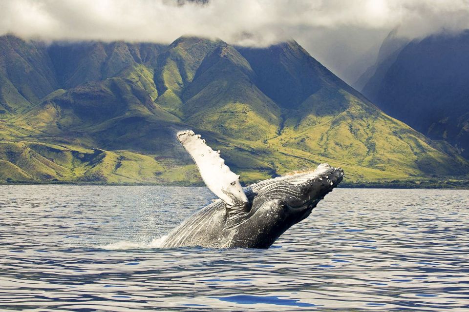 Oahu: Eco-Friendly West Coast Whale Watching Cruise - Eco-Friendly Whale Watching Experience