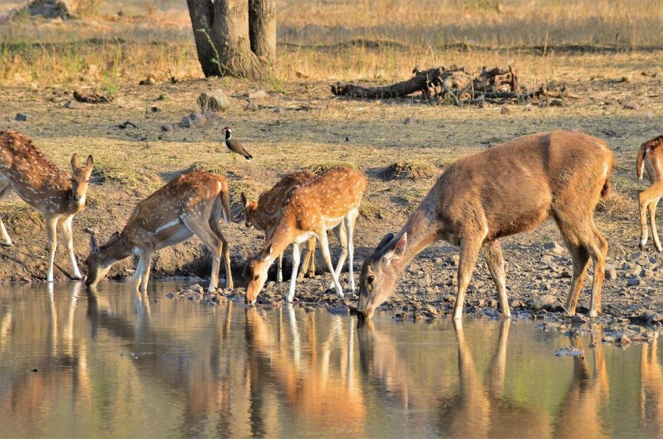 Sawai Madhopur: Ranthambore Guided Safari Trip - Trip Details