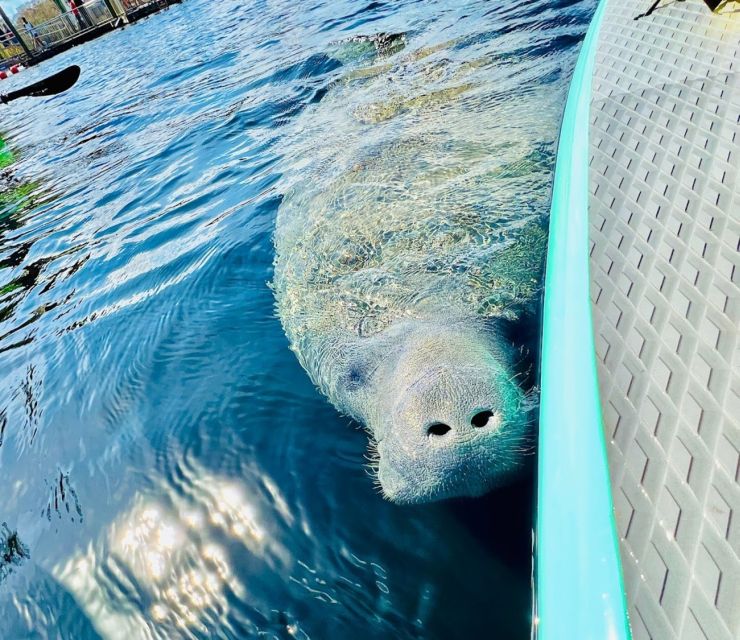 Silver Springs: Manatees and Monkeys Clear Kayak Guided Tour