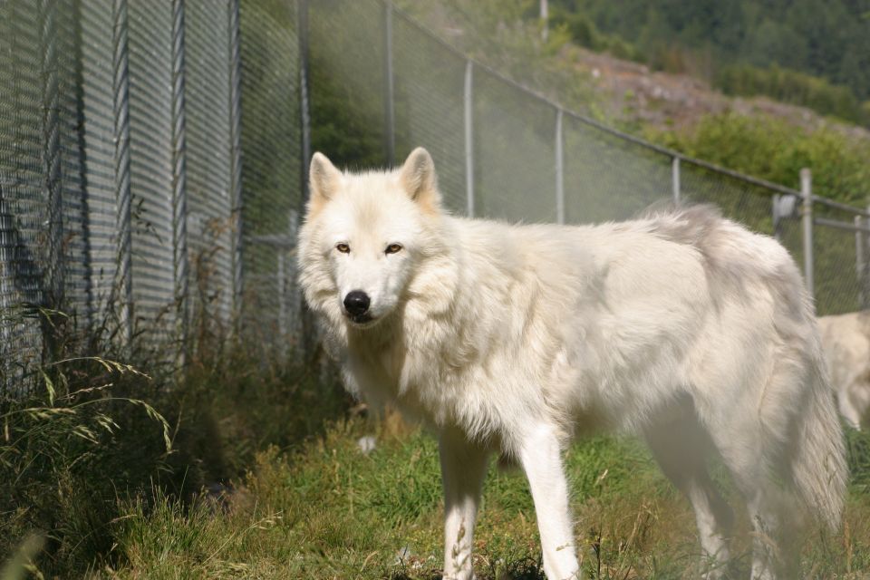 Tidewater: White Wolf Sanctuary Tour and Presentation - Tour Details