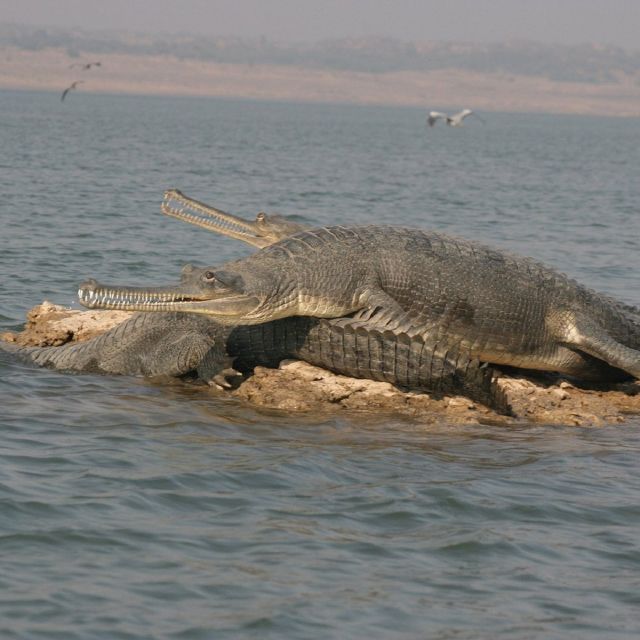 3 Days Private Taj Mahal Tour With Alligator Safari - Additional Information