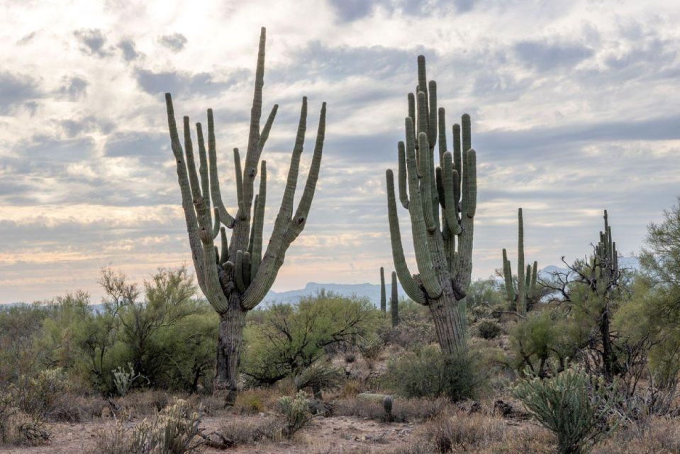 Jumping Cholla (Choya) Jeep Tour - Pricing and Duration