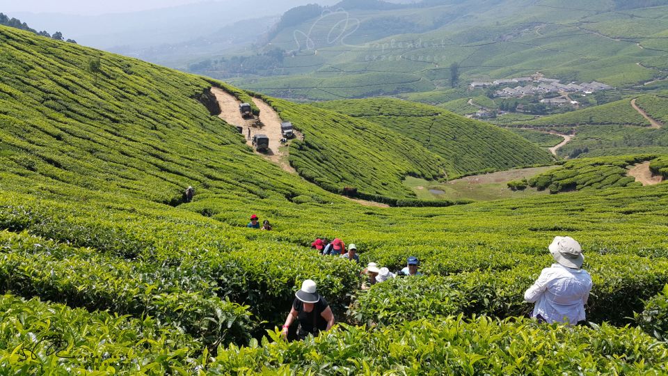 Munnar Private Day Trip - Inclusions and Highlights