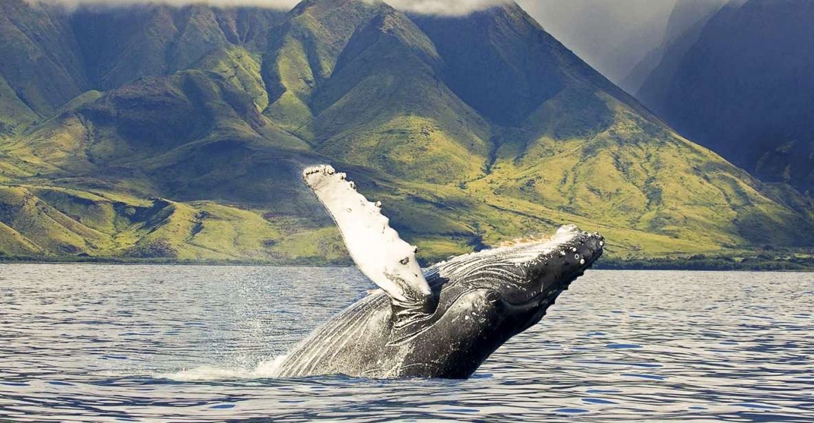 Oahu: Eco-Friendly West Coast Whale Watching Cruise - West Coast Cruise Itinerary