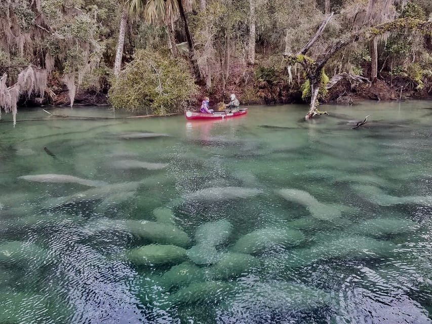 Orlando: Kayaking Tour With Manatee Encounter - Experience Description