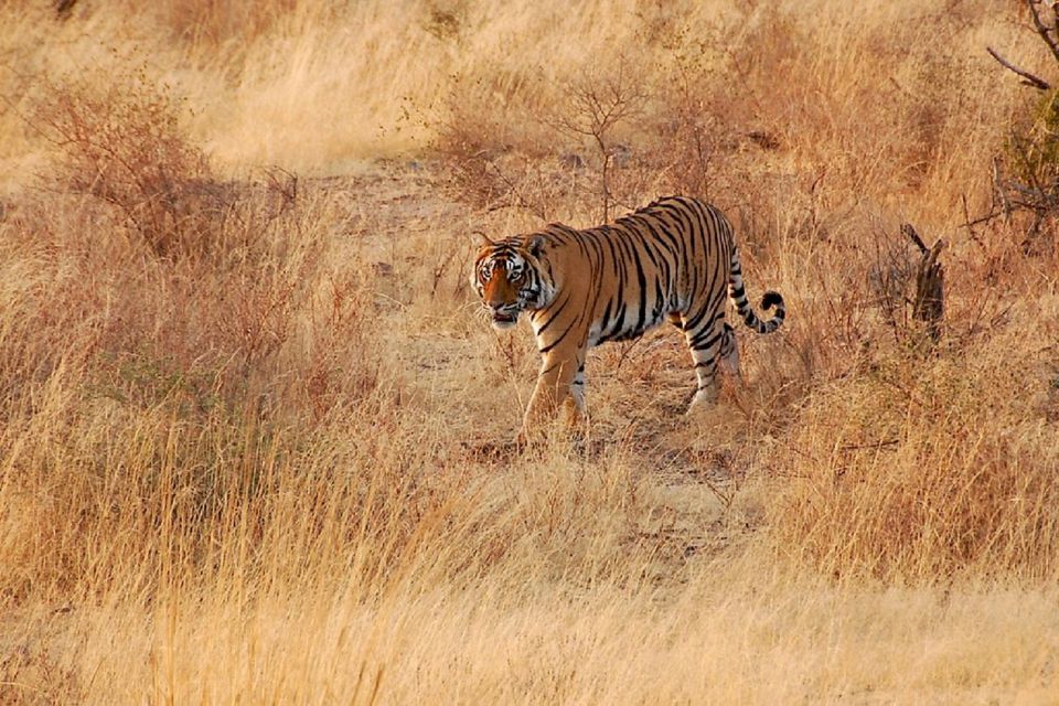 Sawai Madhopur: Ranthambore Guided Safari Trip - Safari Activity Options