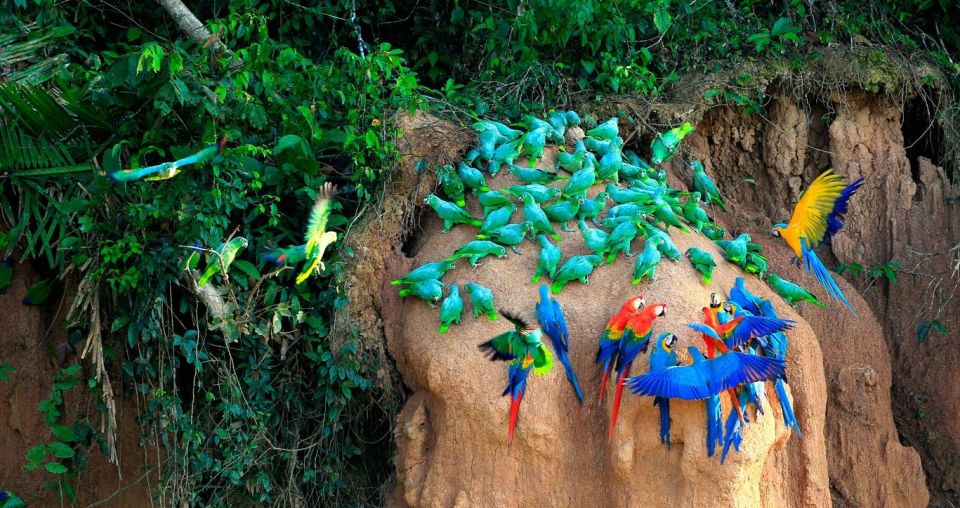 Tambopata Macaw Clay Lick 2 Days/1 Night - Itinerary