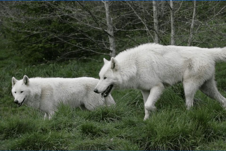 Tidewater: White Wolf Sanctuary Tour and Presentation - Customer Experience