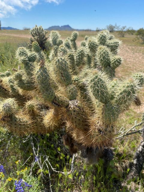 Jumping Cholla (Choya) Jeep Tour - Inclusions and Features