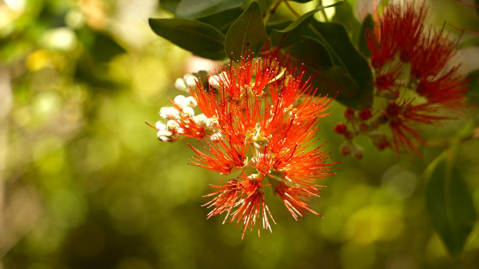 Maui: Honolua Ridgeline Informational Hike - Reservation and Booking Details