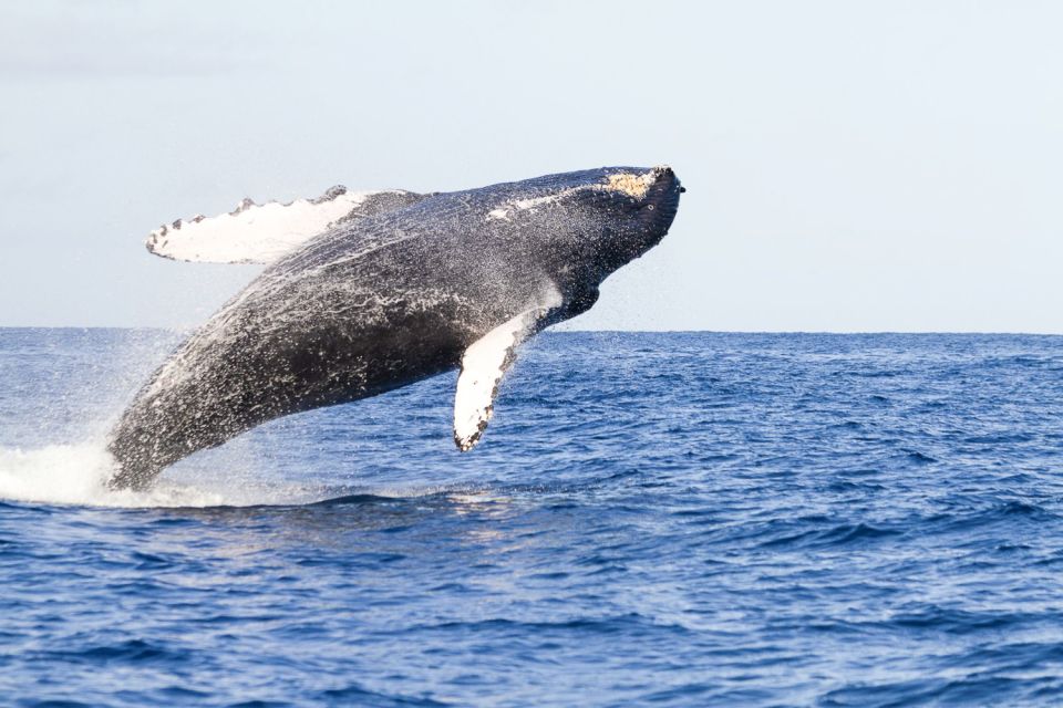 Oahu: Eco-Friendly West Coast Whale Watching Cruise - Sustainable Practices on Board