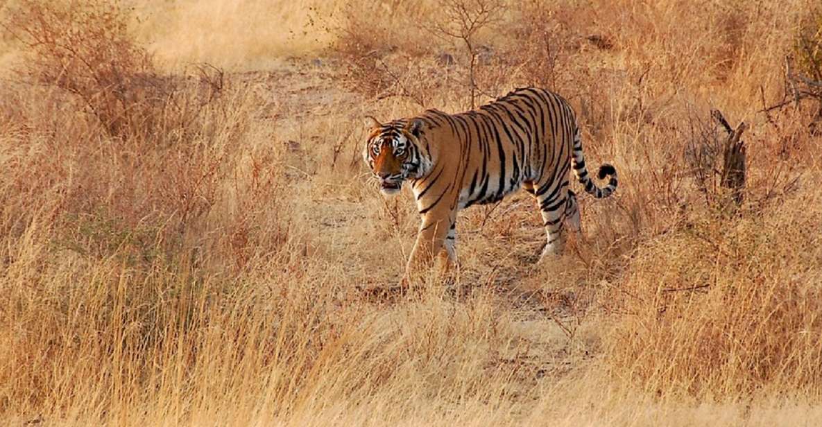 Sawai Madhopur: Ranthambore Guided Safari Trip - Safari Description