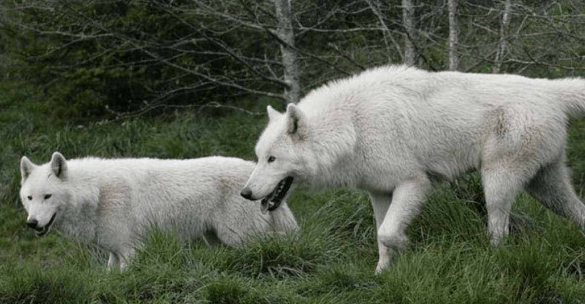 Tidewater: White Wolf Sanctuary Tour and Presentation - Tour Highlights