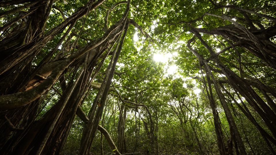 Maui: Honolua Ridgeline Informational Hike - Important Information for Participants