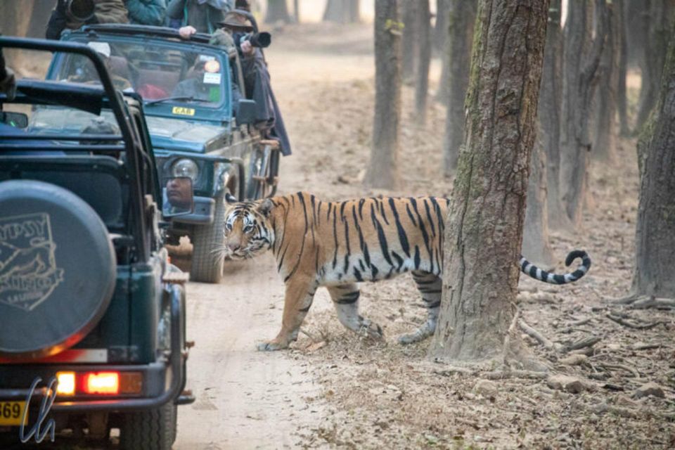 Sawai Madhopur: Ranthambore Guided Safari Trip - Meeting Point Information