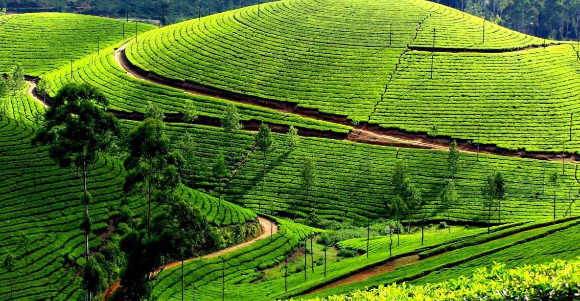 Munnar Private Day Trip - Practical Tips and What to Bring