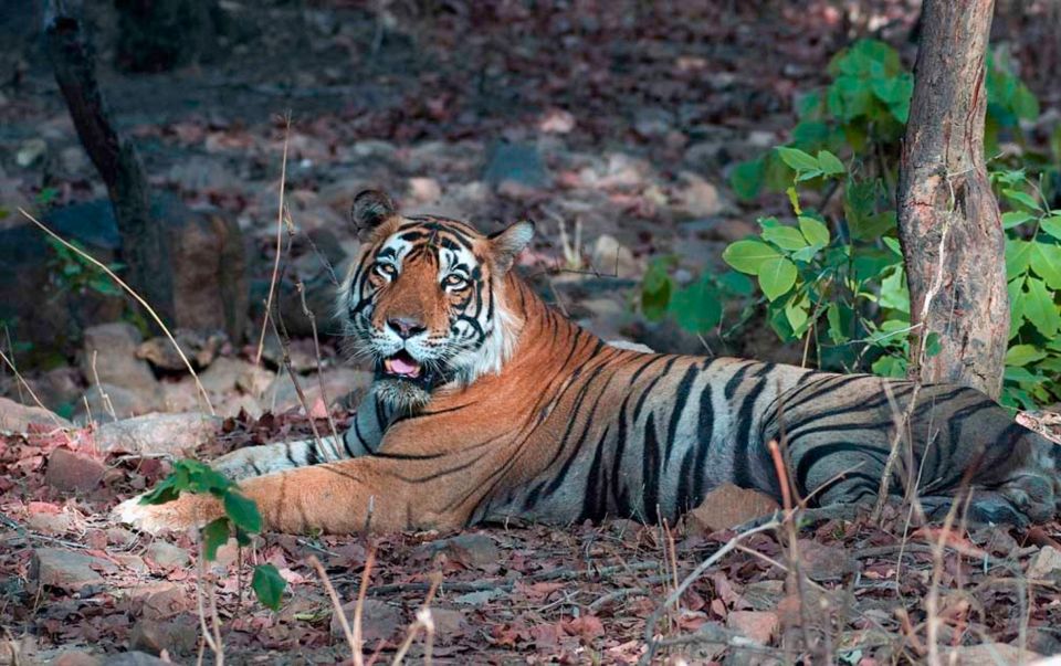 Sawai Madhopur: Ranthambore Guided Safari Trip - Booking and Cancellation Policies