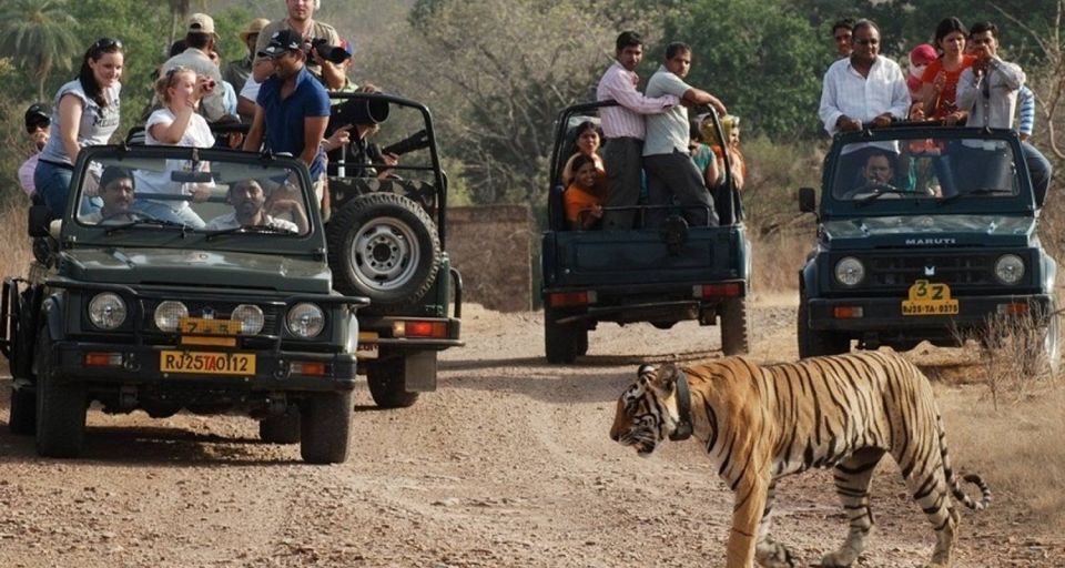 8 Days GOLDEN TRIANGLE WITH RANTHAMBORE WILDLIFE SAFARI - Accessibility and Special Experiences