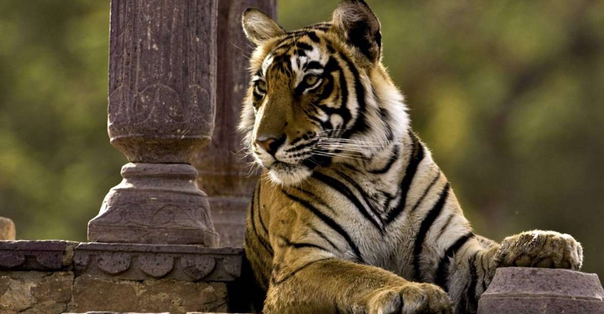 8 Days GOLDEN TRIANGLE WITH RANTHAMBORE WILDLIFE SAFARI - Key Points