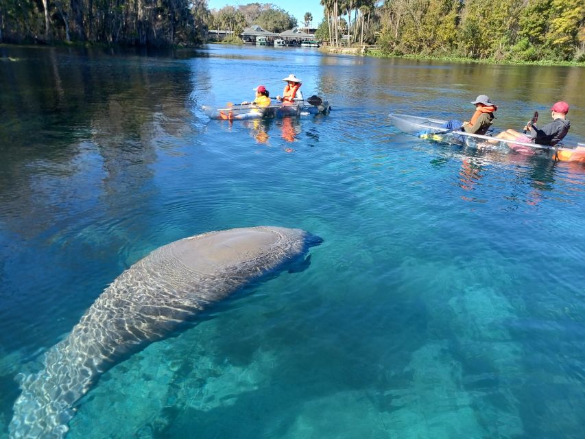 Silver Springs: Manatees and Monkeys Clear Kayak Guided Tour - Sum Up