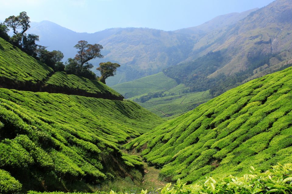 Munnar Private Day Trip - Key Points