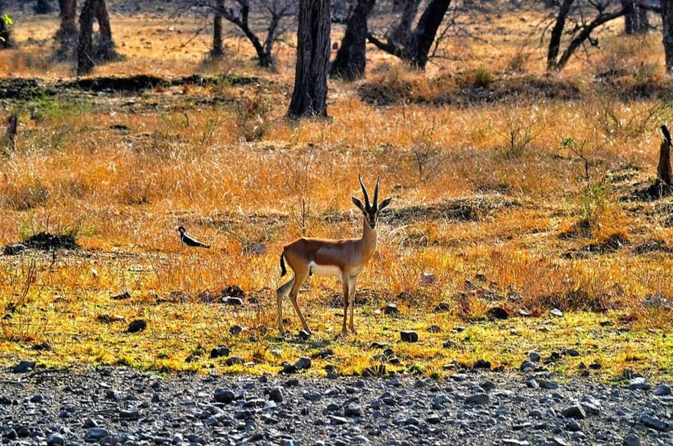 Sawai Madhopur: Ranthambore Guided Safari Trip - Key Points