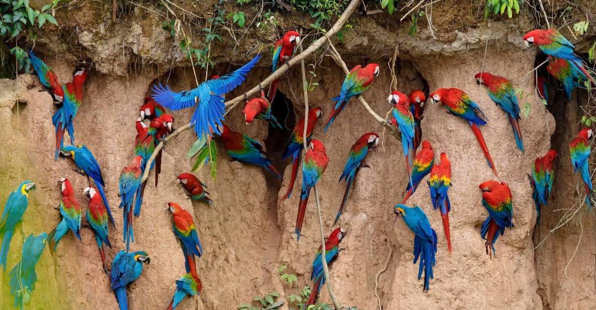 Tambopata Macaw Clay Lick 2 Days/1 Night - Key Points