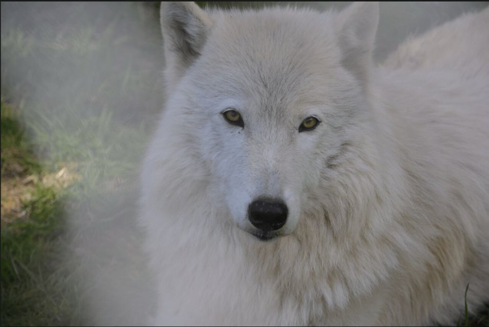 Tidewater: White Wolf Sanctuary Tour and Presentation - Key Points