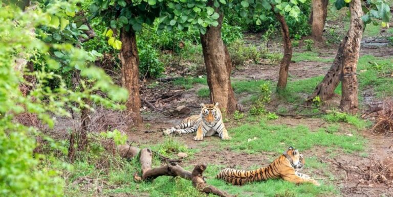 From New Delhi: 3-Day Sariska Tiger Reserve Private Tour