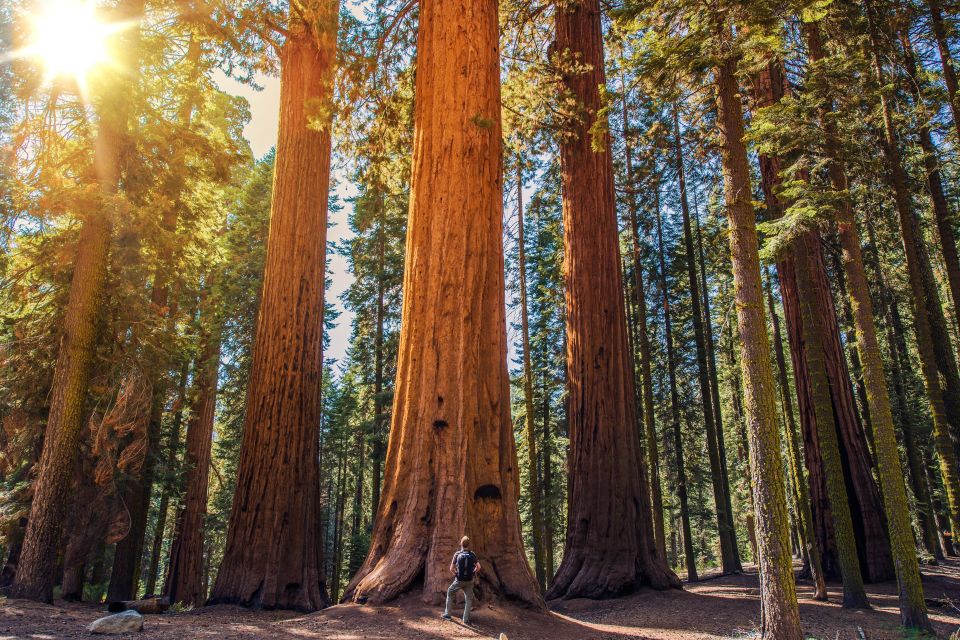 From San Francisco: Muir Woods Guided Bus Tour - Tour Details