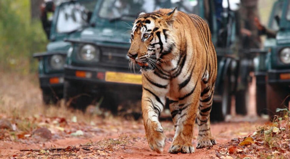 Same Day Tiger Safari Tour From Jaipur All Included - Tour Details