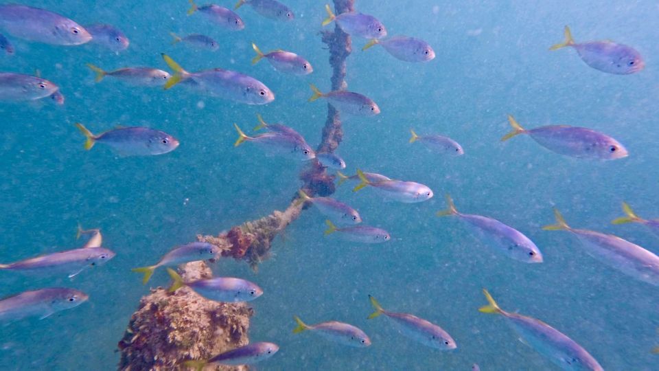 West Palm Beach: Beginner Jet Snorkel Tour With Videos - Tour Details