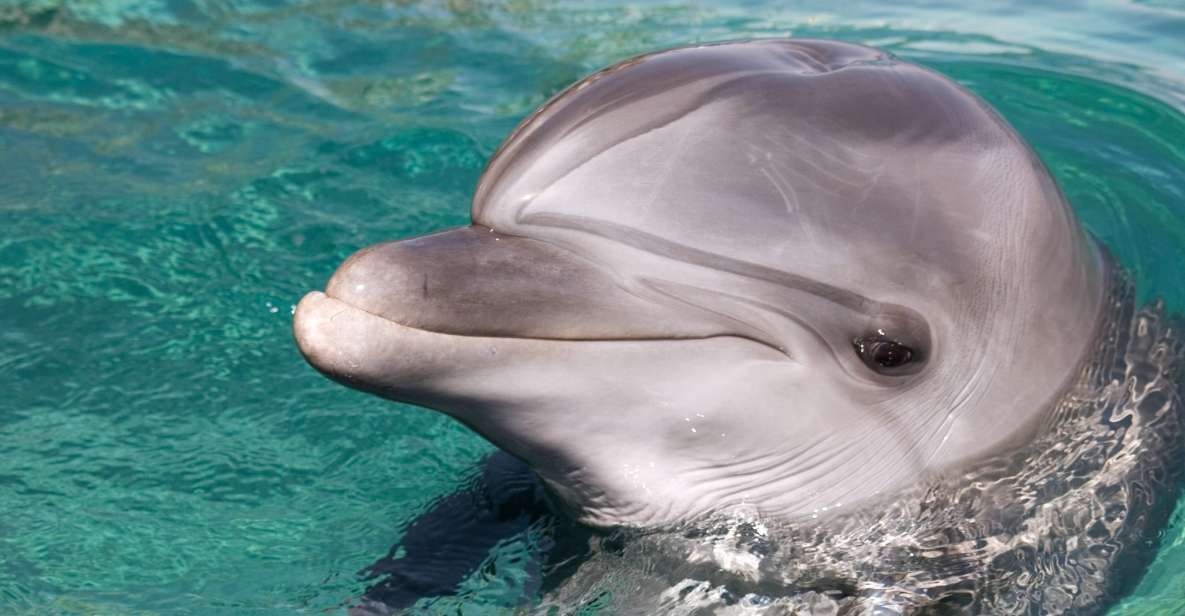 Dolphin Swim Encounter – Dolphin Cove, Ocho Rios, Jamaica - Inclusions