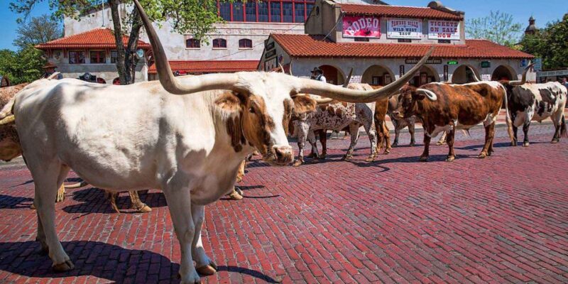 From Dallas: Fort Worth Guided Day Tour - Reservation Information