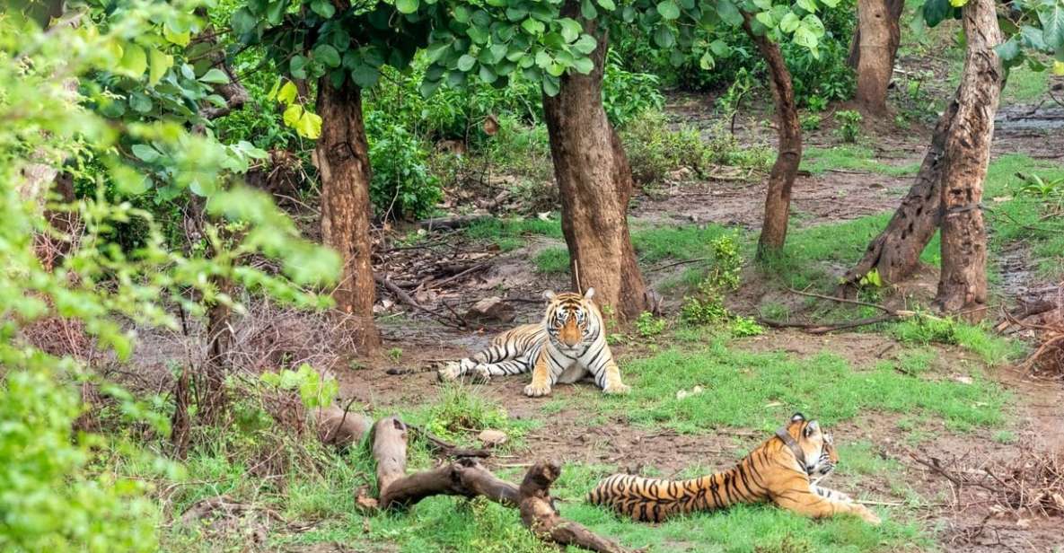 From New Delhi: 3-Day Sariska Tiger Reserve Private Tour - Highlights