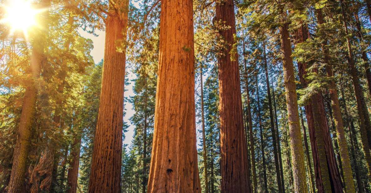 From San Francisco: Muir Woods Guided Bus Tour - Booking Information