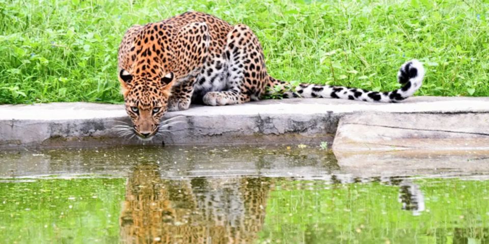 Jaipur: Private Jhalana Leopard Safari Tour - Customer Review